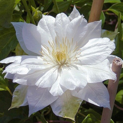 Клематис ДАЧЕСС ОФ ЭДИНБУРГ в Алматы