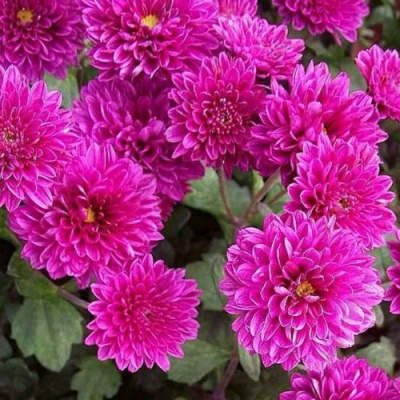 Хризантема ВИТАЛИНА корейская в Алматы