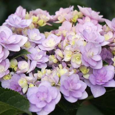 Гортензия Ю ЭНД МИ ФОРЕВЕР крупнолистная в Алматы