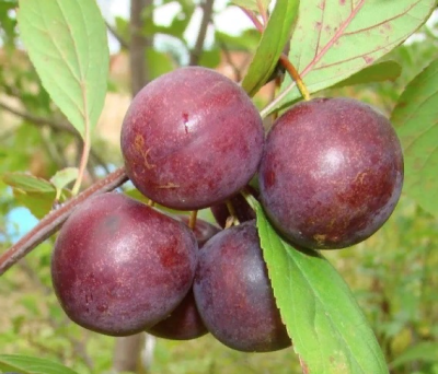 Сливово-вишневый гибрид МЕЙНОР в Алматы