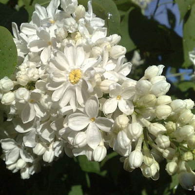 Сирень РОЧЕСТЕР в Алматы