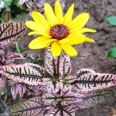 Гелиопсис САММЕР ПИНК в Алматы