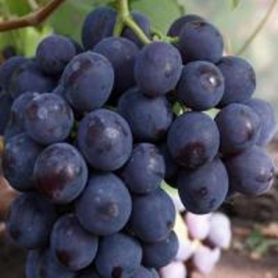 Виноград РОШФОР в Алматы