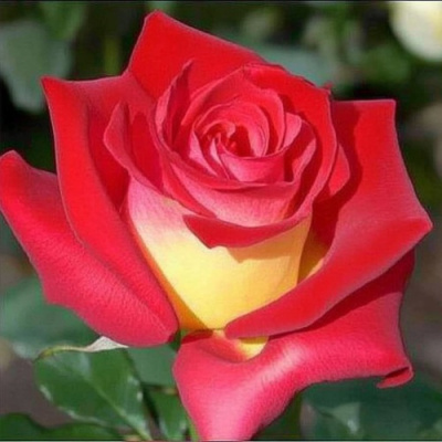 Роза ФРЕНДШИП чайно-гибридная в Алматы