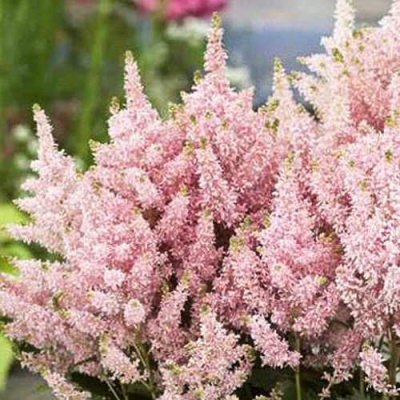 Астильба ЮНИК САЛМОН гибридная в Алматы