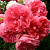 Роза РОЗАРИУМ ЮТЕРСОН плетистая в Алматы