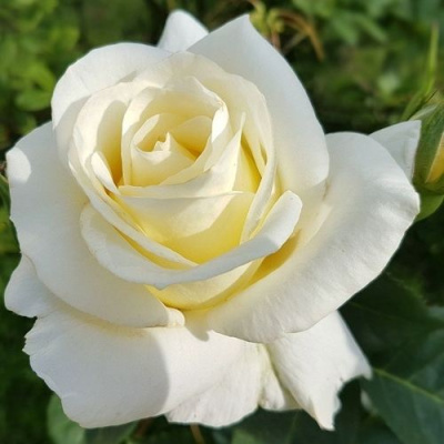 Роза МОНДИАЛЬ чайно-гибридная в Алматы