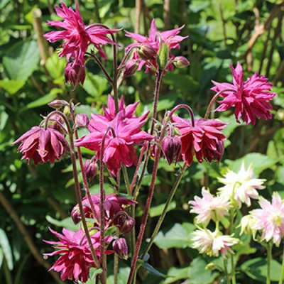 Аквилегия БАРЛОУ БОРДО обыкновенная в Алматы