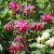 Аквилегия БАРЛОУ БОРДО обыкновенная в Алматы