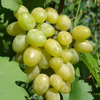 Виноград в Алматы