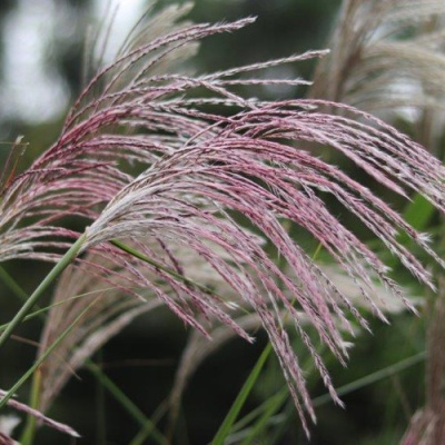 Мискантус МАЛЕПАРТУС китайский  в Алматы