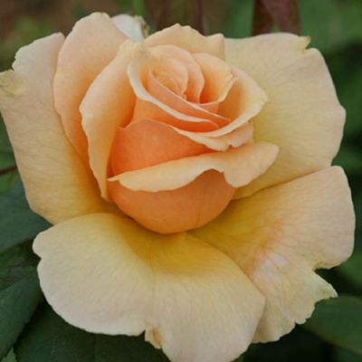 Роза МЕДАЛЬОН чайно-гибридная в Алматы