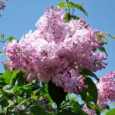 Сирень БУФФОН в Алматы