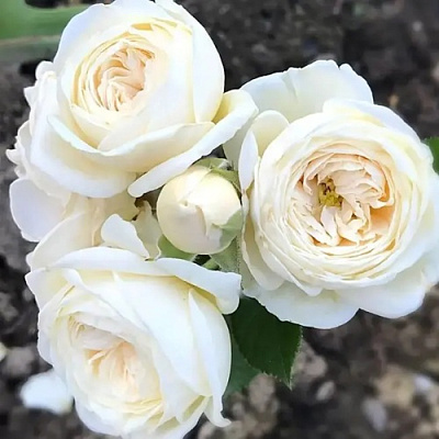 Роза АРТЕМИС шраб в Алматы