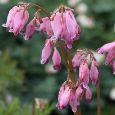 Дицентра изящная в Алматы