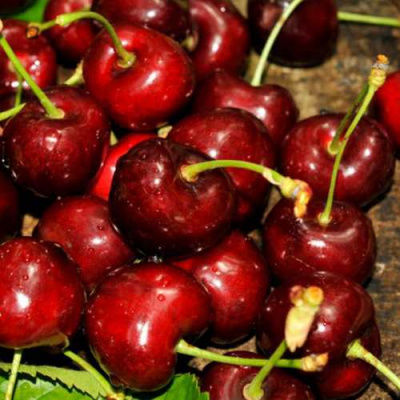 Черешня САММИТ в Алматы
