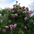 Роза СИЛЬВЕР КВИК плетистая в Алматы