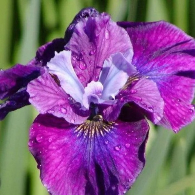 Ирис СИ Я ЛЕЙТЕР сибирский в Алматы