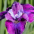 Ирис СИ Я ЛЕЙТЕР сибирский в Алматы