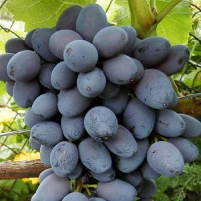 Черный виноград в Алматы