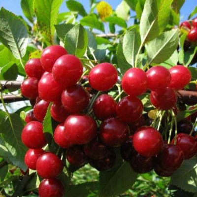 Вишня ЛЮБСКАЯ в Алматы
