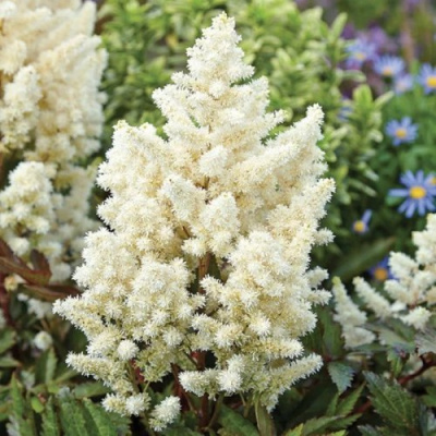 Астильба ХЭППИ ДЕЙ Арендса в Алматы