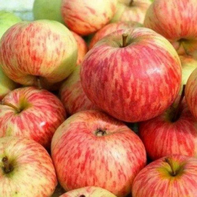 Яблоня РАНЕТКА (КОРОБОВКА) в Алматы