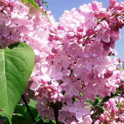 Сирень АДЕЛИНА в Алматы