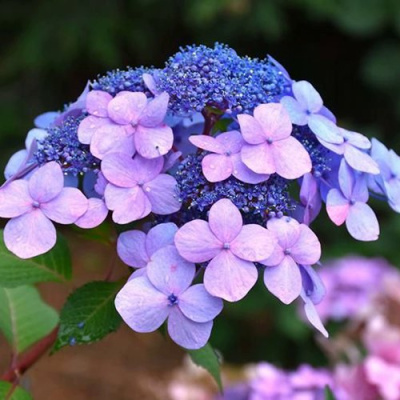 Гортензия ЭНДЛЕСС САММЕР ТВИСТ ЭНД ШАУТ крупнолистная в Алматы